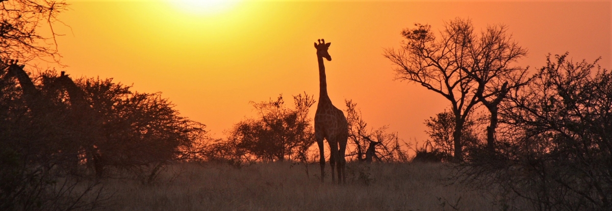 Giraffen zum Sonnenaufgang im Krueger Nationalpark (seashwill / Pixabay)  Public Domain 
Informazioni sulla licenza disponibili sotto 'Prova delle fonti di immagine'